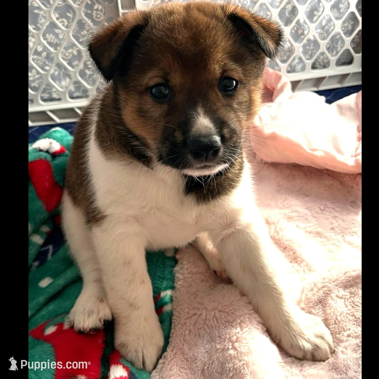 Scout, a female Shiba Inu and Australian Cattle Dog for sale in Newnan, GA – Photo 2 of 5