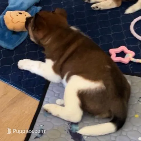 Scout, a female Shiba Inu and Australian Cattle Dog for sale in Newnan, GA – Photo 3 of 5
