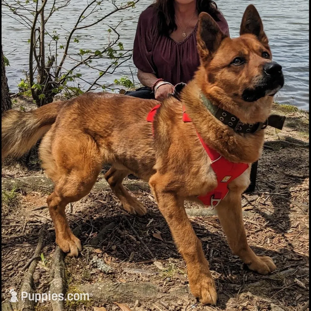 Scout, a female Shiba Inu and Australian Cattle Dog for sale in Newnan, GA – Photo 4 of 5