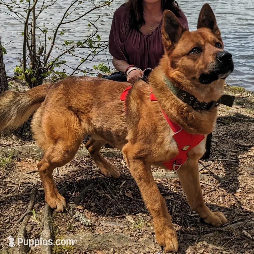 Eddie, a male Shiba Inu and Australian Cattle Dog for sale in Newnan, GA – Photo 5 of 5