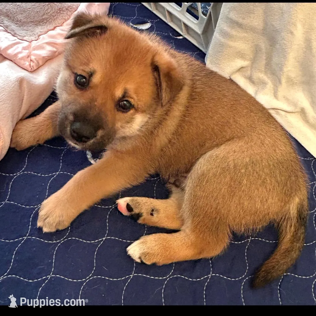 Eddie, a male Shiba Inu and Australian Cattle Dog for sale in Newnan, GA – Photo 2 of 5