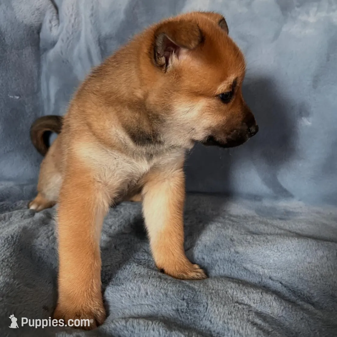 Eddie, a male Shiba Inu and Australian Cattle Dog for sale in Newnan, GA – Photo 3 of 5