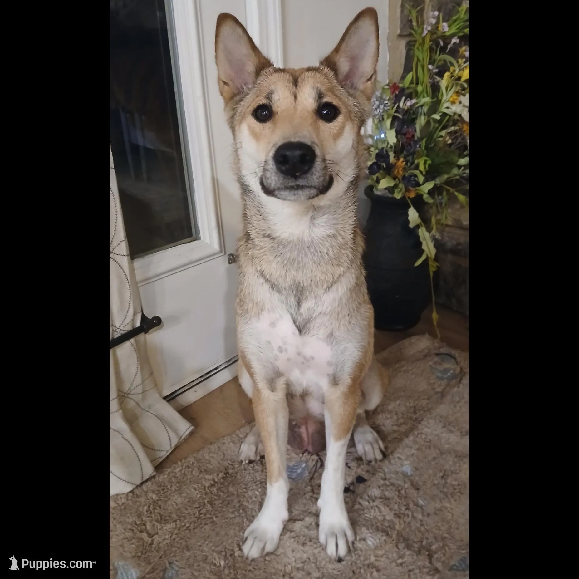 Eddie, a male Shiba Inu and Australian Cattle Dog for sale in Newnan, GA – Photo 4 of 5