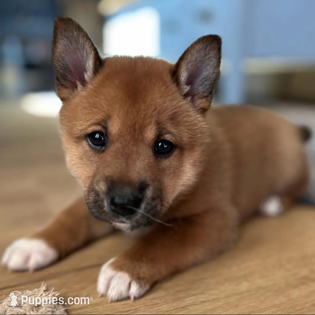 Matilda, a female Shiba Inu and Australian Cattle Dog for sale in Newnan, GA – Photo 4 of 6