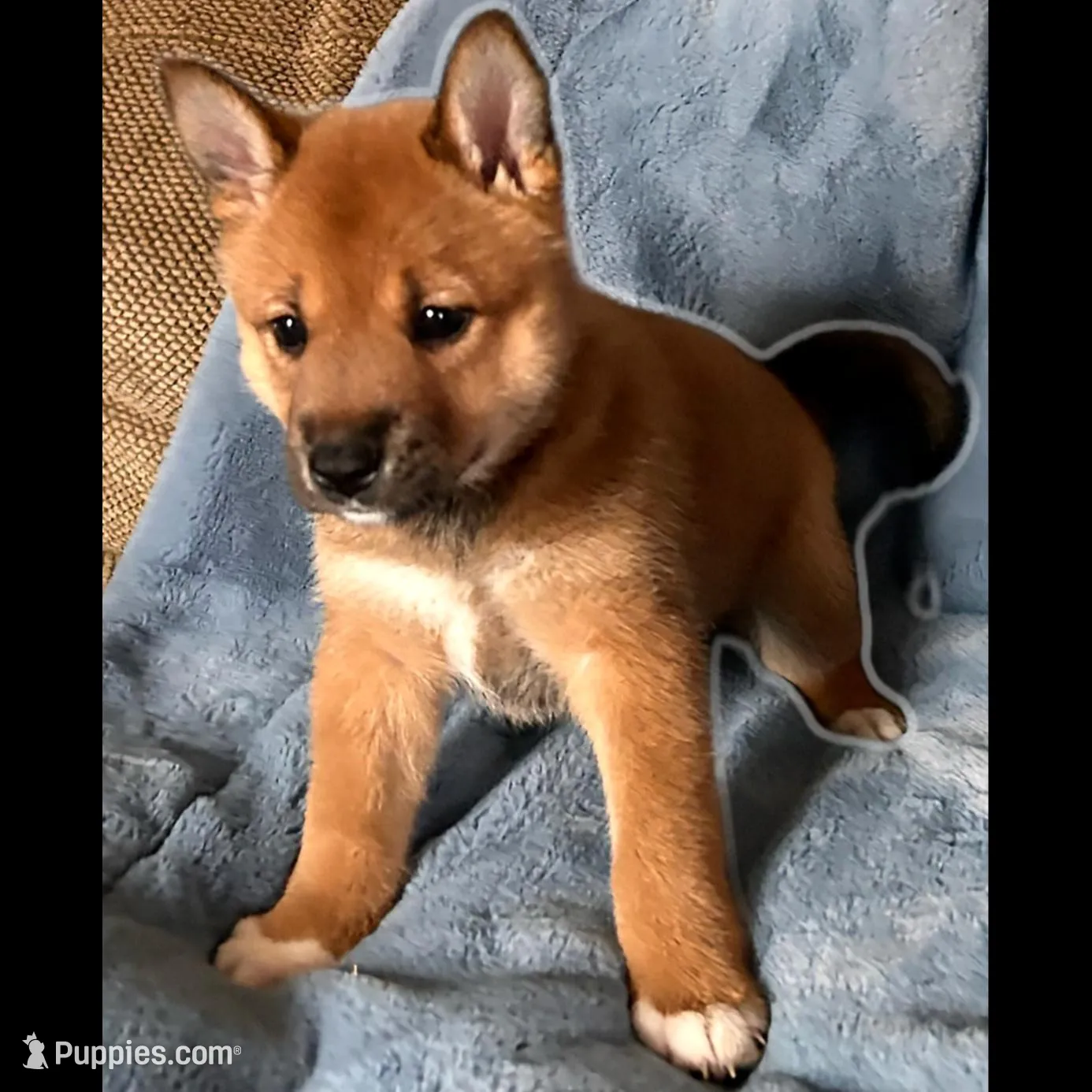 Matilda, a female Shiba Inu and Australian Cattle Dog for sale in Newnan, GA – Photo 2 of 6