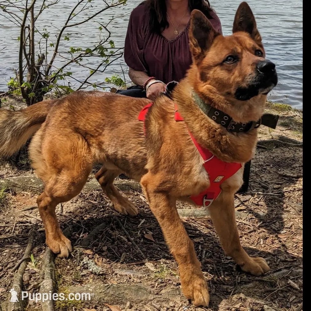 Matilda, a female Shiba Inu and Australian Cattle Dog for sale in Newnan, GA – Photo 5 of 6