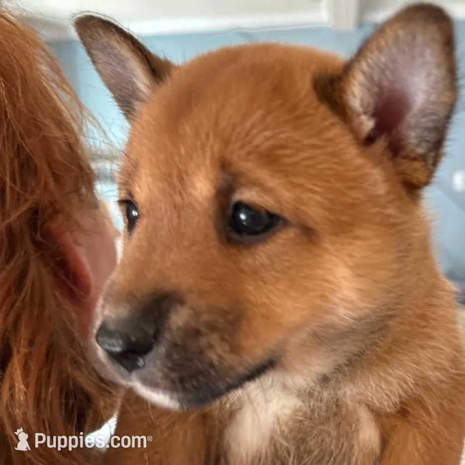 Matilda, a female Shiba Inu and Australian Cattle Dog for sale in Newnan, GA – Photo 3 of 6