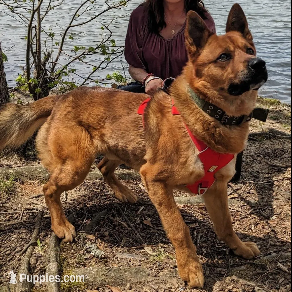 Leo, a male Shiba Inu and Australian Cattle Dog for sale in Newnan, GA – Photo 5 of 5