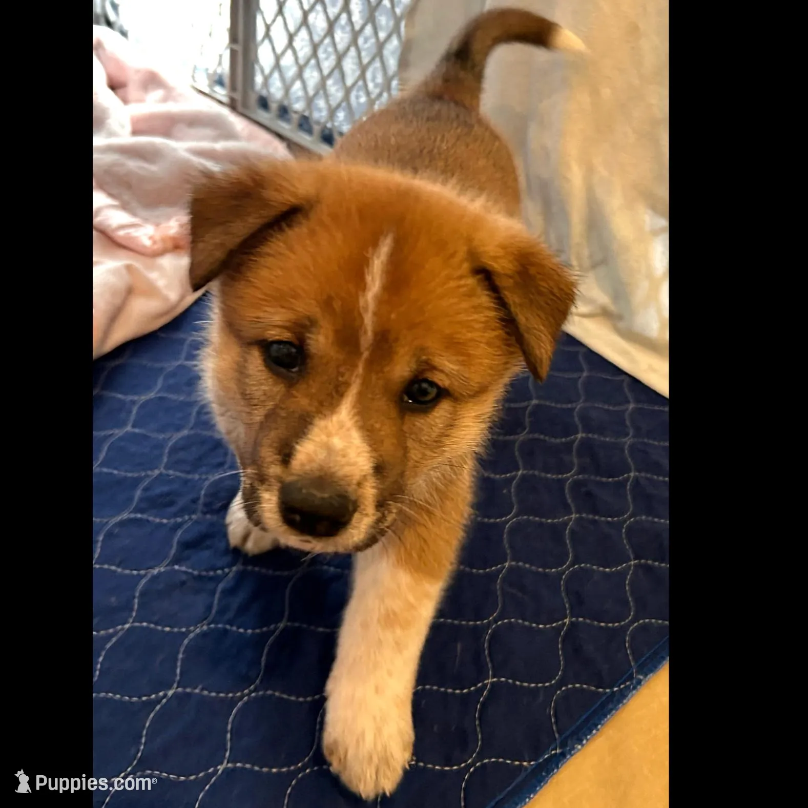 Leo, a male Shiba Inu and Australian Cattle Dog for sale in Newnan, GA – Photo 3 of 5