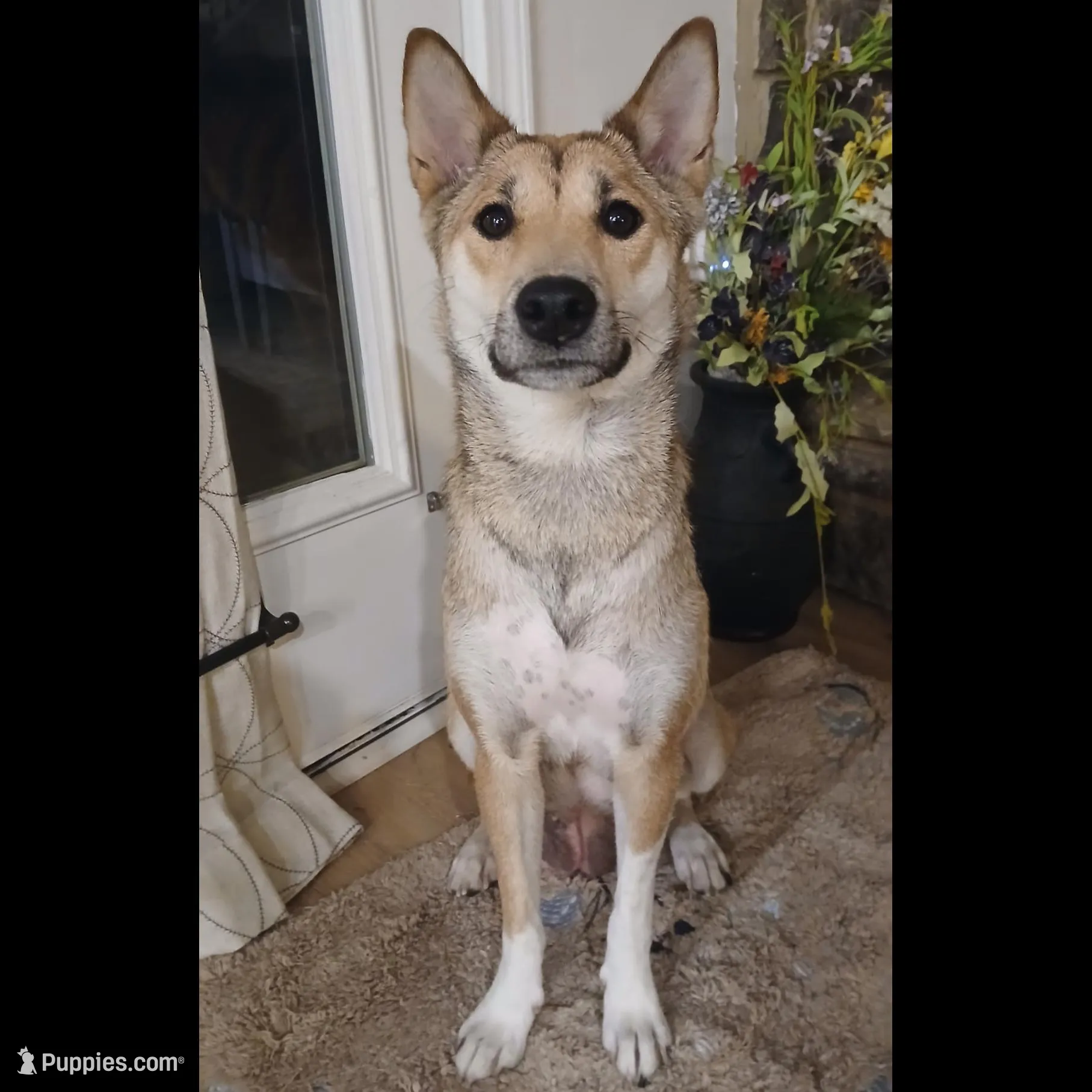 Leo, a male Shiba Inu and Australian Cattle Dog for sale in Newnan, GA – Photo 4 of 5