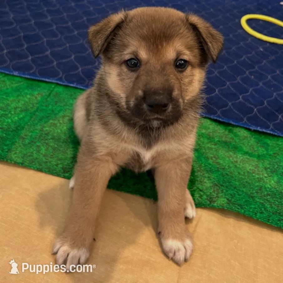 Ember, a female Shiba Inu and Australian Cattle Dog for sale in Newnan, GA – Photo 3 of 5