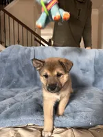 Ember, a female Shiba Inu and Australian Cattle Dog for sale in Newnan, GA – Photo 2 of 5