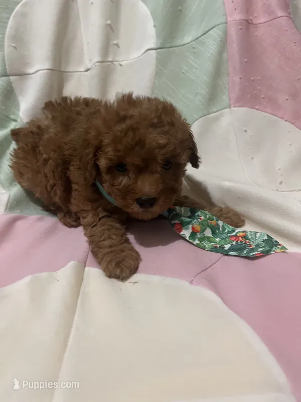 Brick – Poodle - Toy  puppy for sale in Springfield, TN
