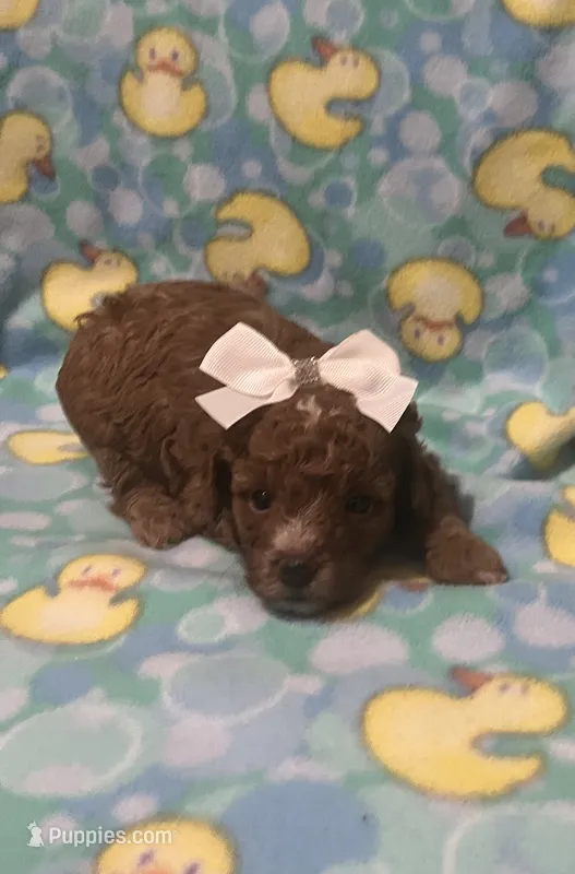 Heart – Poodle - Toy  puppy for sale in Springfield, TN