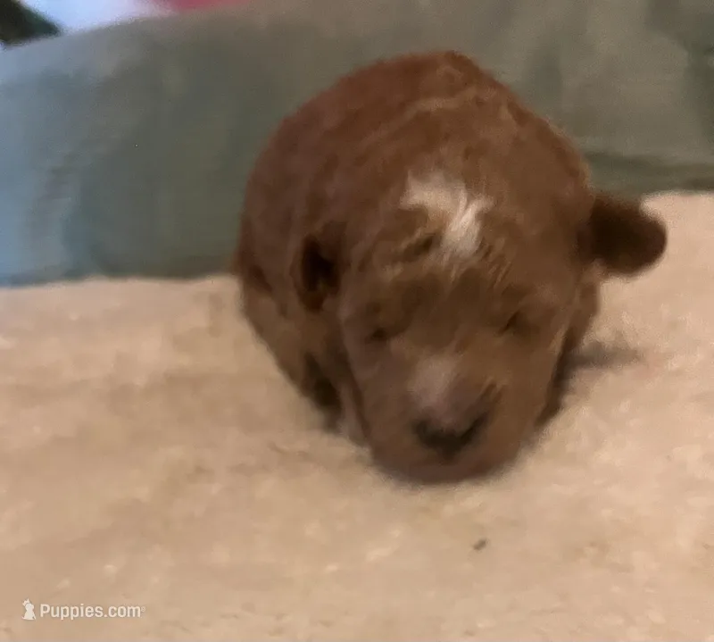 Iris, a female Poodle - Toy  for sale in Springfield, TN – Photo 1 of 2