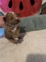 Iris, a female Poodle - Toy  for sale in Springfield, TN – Photo 2 of 2