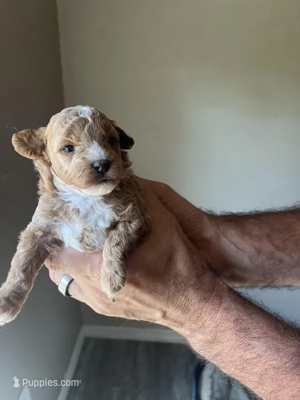 Iris – Poodle - Toy  puppy for sale in Springfield, TN