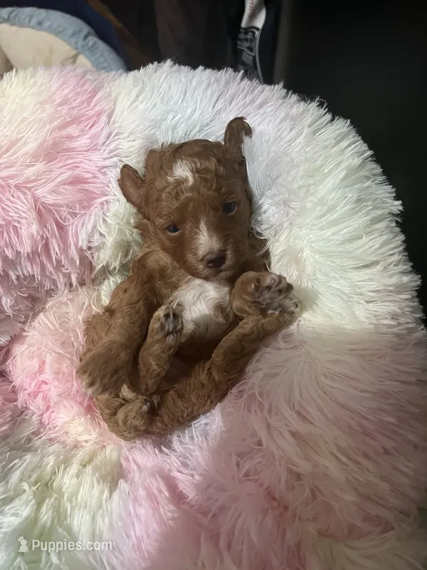 Heart – Poodle - Toy  puppy for sale in Springfield, TN