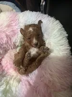 Heart, a female Poodle - Toy  for sale in Springfield, TN – 1 of 1