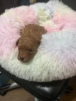 Rosie, a female Poodle - Toy  for sale in Springfield, TN – 1 of 1