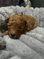 Brick, a male Poodle - Toy  for sale in Springfield, TN – 1 of 1