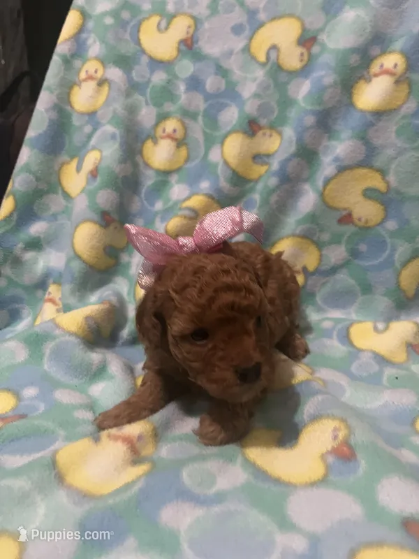 Rosie – Poodle - Toy  puppy for sale in Springfield, TN