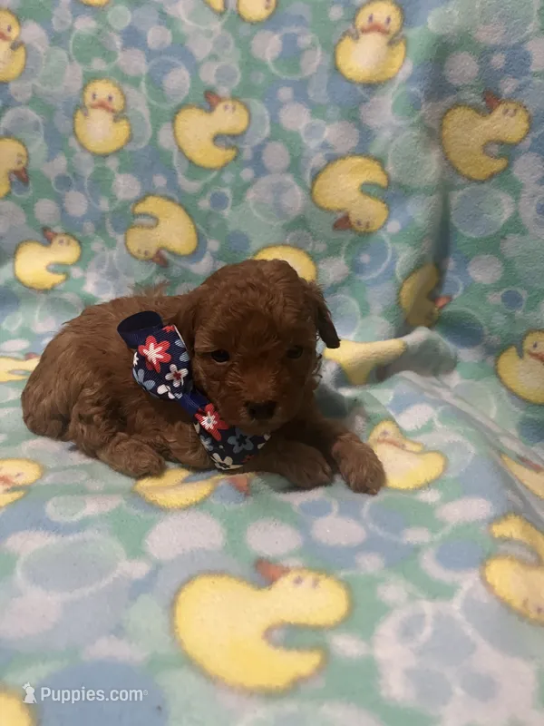 Brick – Poodle - Toy  puppy for sale in Springfield, TN