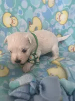 Cloud, a male Maltese for sale in Springfield, TN – Photo 2 of 2