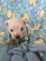Cloud, a male Maltese for sale in Springfield, TN – Photo 1 of 2