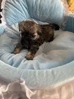 Silver, a male Maltipoo for sale in Springfield, TN – Photo 6 of 6