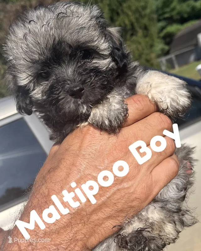 Silver, a male Maltipoo for sale in Springfield, TN – Photo 1 of 6