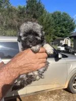 Silver, a male Maltipoo for sale in Springfield, TN – Photo 3 of 6