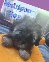 Silver, a male Maltipoo for sale in Springfield, TN – Photo 2 of 6