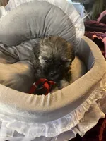 Silver, a male Maltipoo for sale in Springfield, TN – Photo 5 of 6