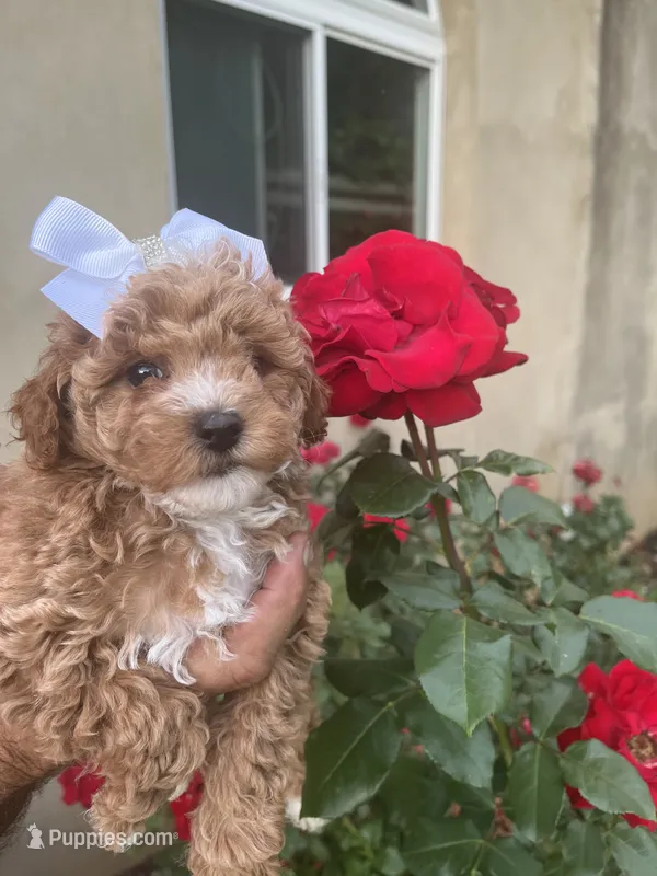 Iris – Poodle - Toy  puppy for sale in Springfield, TN