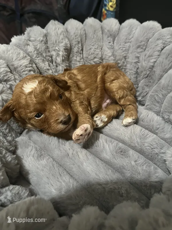 Tigger – Poodle - Toy  puppy for sale in Springfield, TN