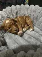 Tigger, a male Poodle - Toy  for sale in Springfield, TN – 1 of 1