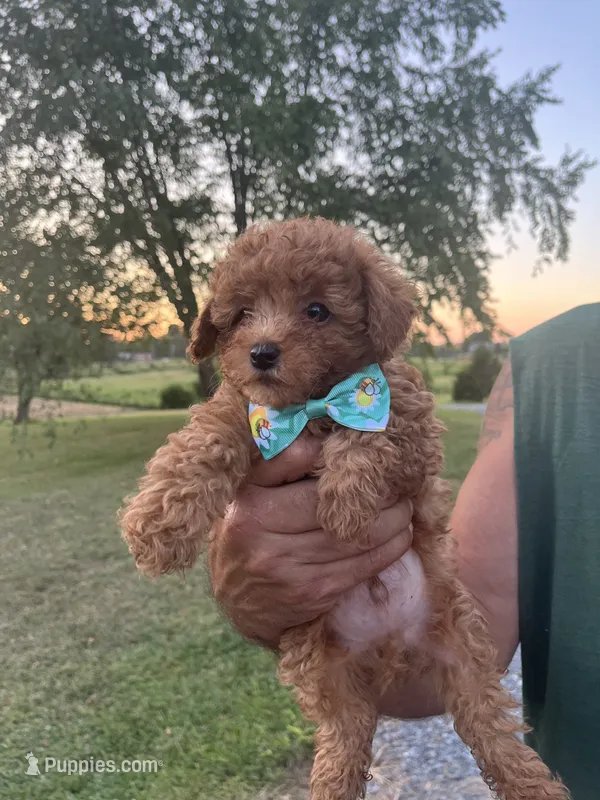 Brick – Poodle - Toy  puppy for sale in Springfield, TN