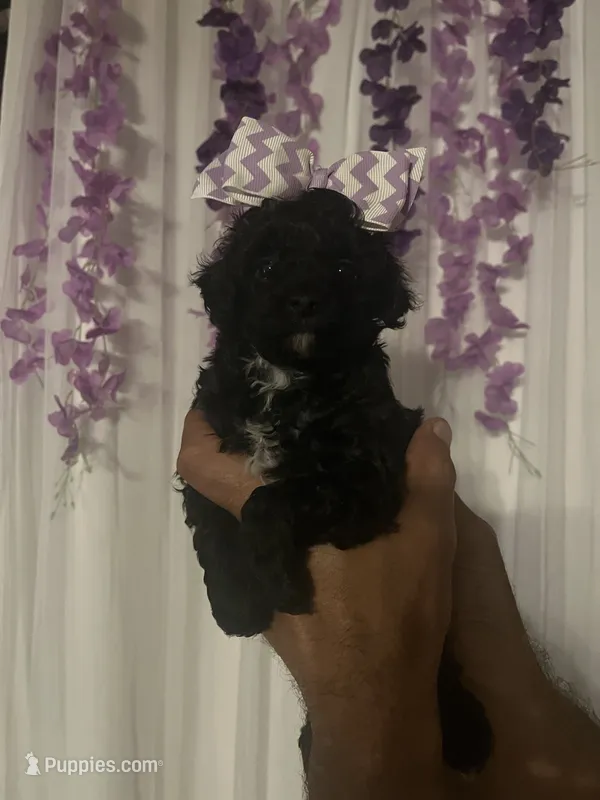 Lily – Poodle - Toy  puppy for sale in Springfield, TN