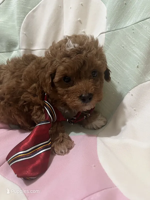 Tigger – Poodle - Toy  puppy for sale in Springfield, TN