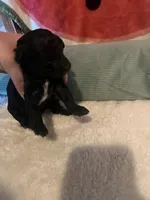 Lily, a female Poodle - Toy  for sale in Springfield, TN – Photo 2 of 2