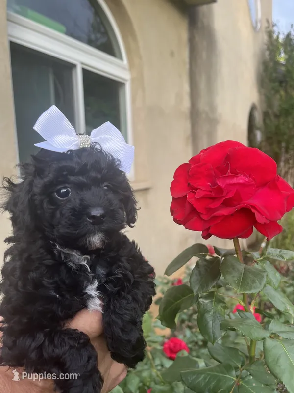 Lily – Poodle - Toy  puppy for sale in Springfield, TN