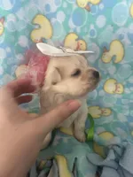 Sugar, a female Maltese for sale in Springfield, TN – Photo 2 of 2