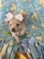 Sugar, a female Maltese for sale in Springfield, TN – Photo 1 of 2