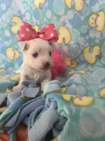 Cotton, a female Maltese for sale in Springfield, TN – Photo 1 of 2