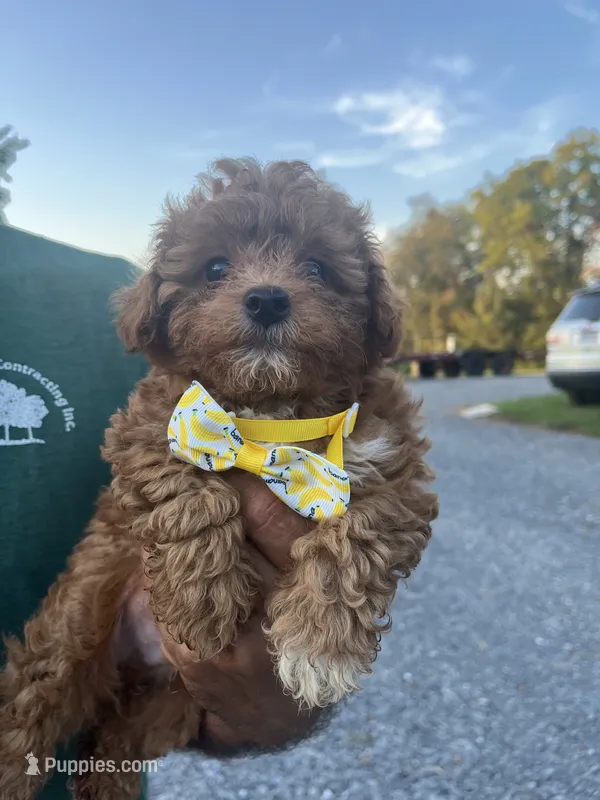 Tigger – Poodle - Toy  puppy for sale in Springfield, TN