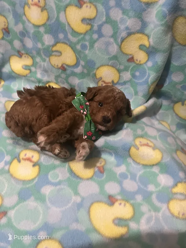 Tigger – Poodle - Toy  puppy for sale in Springfield, TN