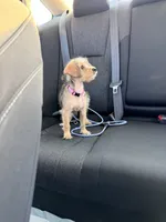 Princess, a female Dachshund and Yorkshire Terrier for sale in Richmond, VA – 9 of 9