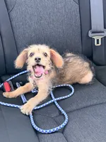 Princess, a female Dachshund and Yorkshire Terrier for sale in Richmond, VA – 8 of 9
