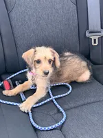Princess, a female Dachshund and Yorkshire Terrier for sale in Richmond, VA – 4 of 9